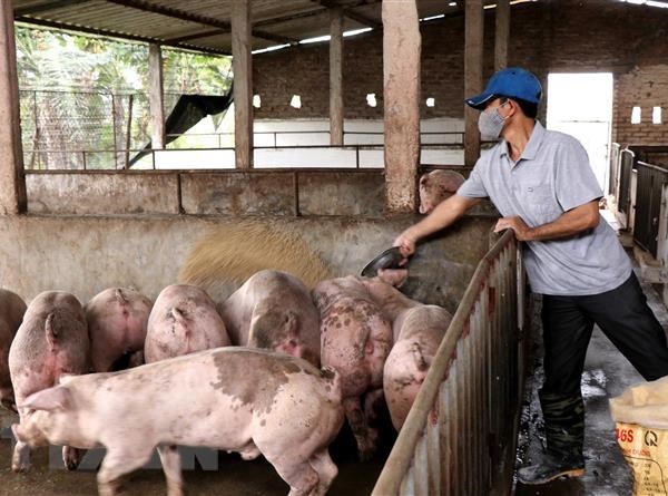 Lâm Đồng công bố hết dịch tả lợn châu Phi trên toàn tỉnh - Anh 1