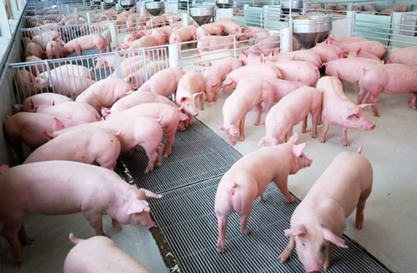 Sớm đảm bảo nguồn cung thịt lợn đáp ứng đủ nhu cầu trong nước - Anh 1