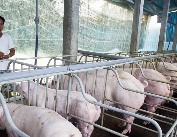 Quảng Trị nỗ lực ngăn chặn dịch tả lợn châu Phi tái bùng phát - Anh 1