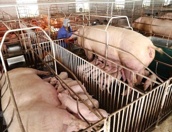 Quảng Nam tập trung hỗ trợ người nuôi lợn tái đàn sau dịch bệnh - Anh 1