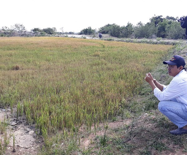 Ninh Thuận: Chính quyền cắt nước, 200 ha đất nông nghiệp khô như ngói - Anh 1