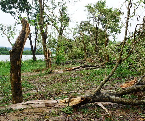 15.000 cây xanh gãy, đổ sau bão số 5 tại Huế:“Bài toán” quy hoạch cây xanh hay quy hoạch đô thị? - Anh 1