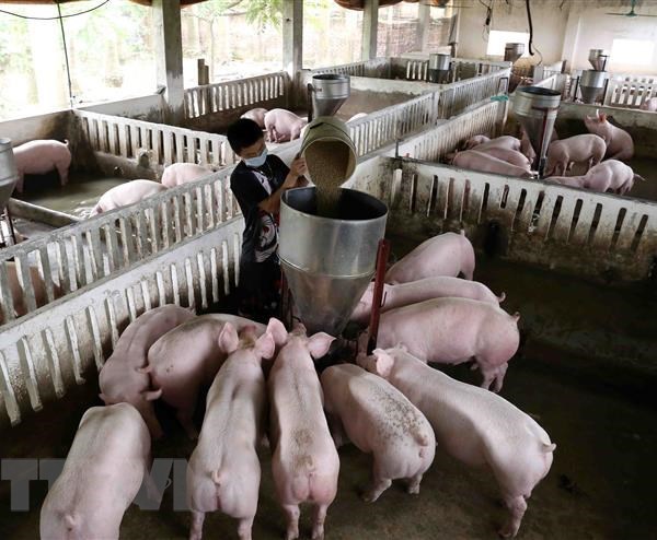 Hà Nam: Xuất hiện ổ dịch tai xanh trên đàn lợn ở huyện Lý Nhân - Anh 1