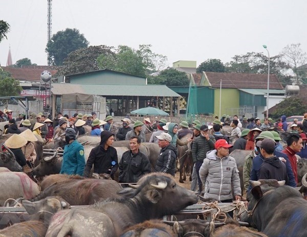 Độc đáo phiên chợ trâu, bò lớn nhất vùng Bắc Trung Bộ tại xứ Nghệ - Anh 1