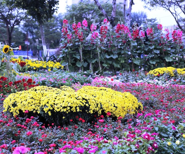 Người dân và du khách thích thú chiêm ngưỡng con đường hoa đẹp lạ bên sông Hàn - Anh 3