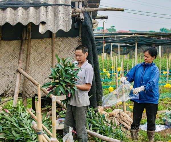 Giá hoa Tây Tựu xuống thấp, người trồng gặp nhiều khó khăn - Anh 11