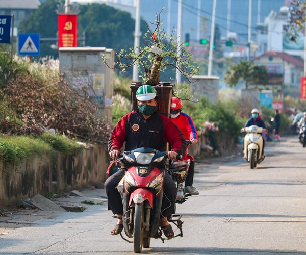 Sau Tết, đào Nhật Tân hối hả 