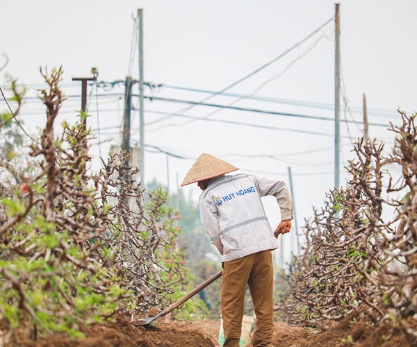 Sau Tết, đào Nhật Tân hối hả 