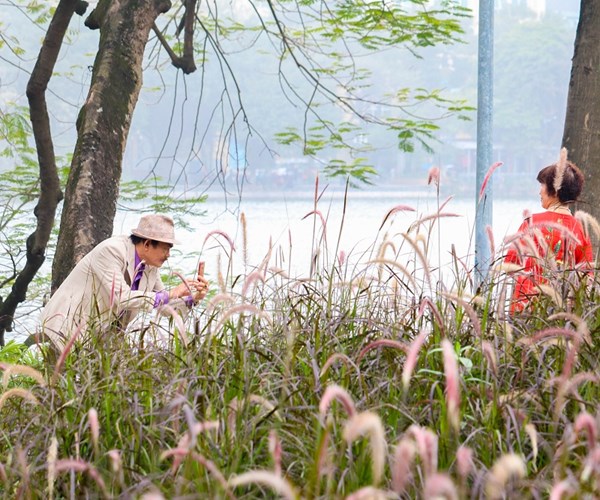 Hà Nội: Cỏ lau tím nở rộ bên hồ Hoàn Kiếm - Anh 5