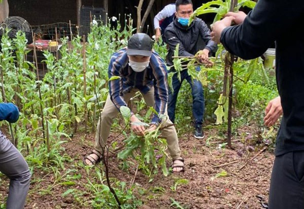 Hà Nội: Phát hiện một hộ dân trồng cây anh túc trong vườn nhà - Anh 1