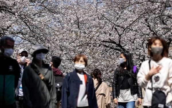 Người Nhật Bản đổ xô đi ngắm hoa anh đào bất chấp dịch bệnh - Anh 1