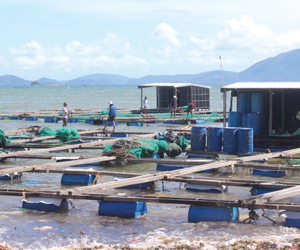 Khánh Hòa: Chủ trương làm lồng bè nuôi hải sản chống bão - Anh 1