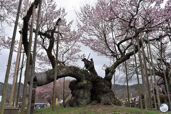 Ngắm cây anh đào 1.800 tuổi trổ hoa - Anh 1