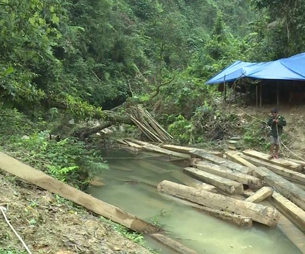 Quảng Bình: Xử lý nghiêm các cá nhân, tập thể liên quan đến vụ phá rừng ở xã Thanh Hóa - Anh 1