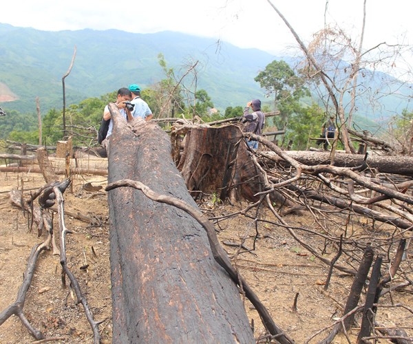 Quảng Nam: Để xảy ra phá rừng phòng hộ, nhiều cán bộ kiểm lâm bị kỷ luật - Anh 1