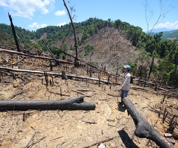 Quảng Nam: Để xảy ra phá rừng phòng hộ, nhiều cán bộ kiểm lâm bị kỷ luật - Anh 2