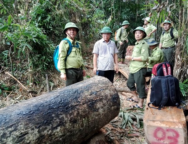 Quảng Nam: Kiên quyết xử lý các vụ phá rừng trái phép - Anh 1