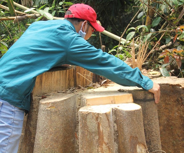 Quảng Nam: Kiên quyết xử lý các vụ phá rừng trái phép - Anh 2