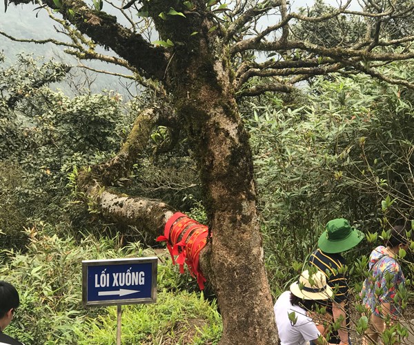 Những dải băng “lạ lùng” trên đỉnh non thiêng - Anh 3