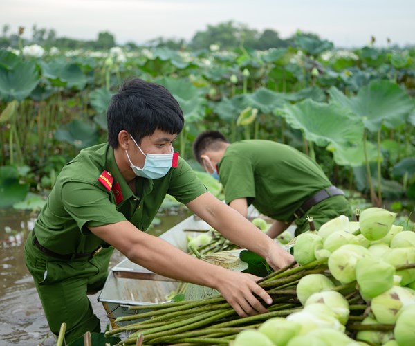Công an huyện Ứng Hòa, Hà Nội hỗ trợ người dân thu hoạch và tiêu thụ hoa sen - Anh 4