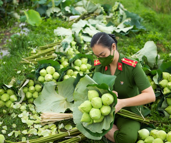 Công an huyện Ứng Hòa, Hà Nội hỗ trợ người dân thu hoạch và tiêu thụ hoa sen - Anh 2