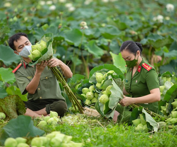 Công an huyện Ứng Hòa, Hà Nội hỗ trợ người dân thu hoạch và tiêu thụ hoa sen - Anh 6