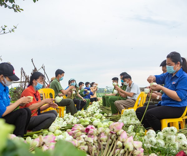 Công an huyện Ứng Hòa, Hà Nội hỗ trợ người dân thu hoạch và tiêu thụ hoa sen - Anh 8