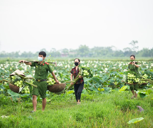 Công an huyện Ứng Hòa, Hà Nội hỗ trợ người dân thu hoạch và tiêu thụ hoa sen - Anh 7