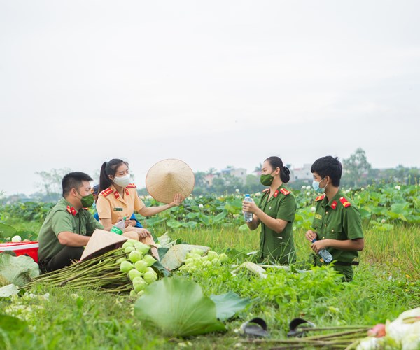 Công an huyện Ứng Hòa, Hà Nội hỗ trợ người dân thu hoạch và tiêu thụ hoa sen - Anh 13