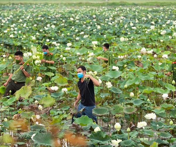 Công an huyện Ứng Hòa, Hà Nội hỗ trợ người dân thu hoạch và tiêu thụ hoa sen - Anh 1