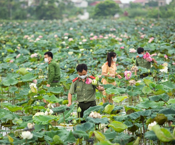 Công an huyện Ứng Hòa, Hà Nội hỗ trợ người dân thu hoạch và tiêu thụ hoa sen - Anh 3