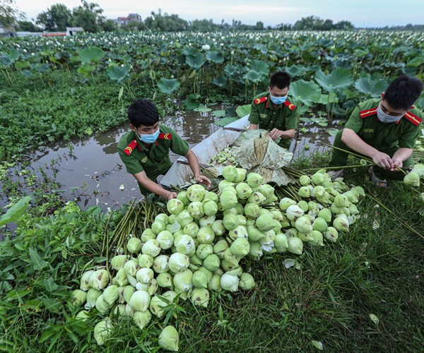 Công an huyện Ứng Hòa, Hà Nội hỗ trợ người dân thu hoạch và tiêu thụ hoa sen - Anh 5