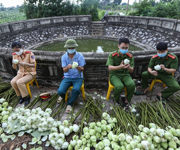 Công an huyện Ứng Hòa, Hà Nội hỗ trợ người dân thu hoạch và tiêu thụ hoa sen - Anh 14