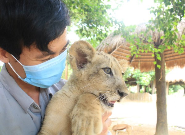 24 giờ của “bố hổ”, “mẹ sư tử” ngoài đời tại Vinpearl Safari - Anh 1