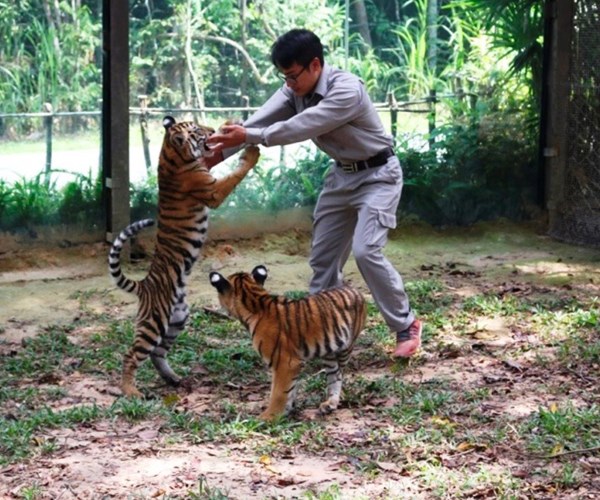 24 giờ của “bố hổ”, “mẹ sư tử” ngoài đời tại Vinpearl Safari - Anh 7