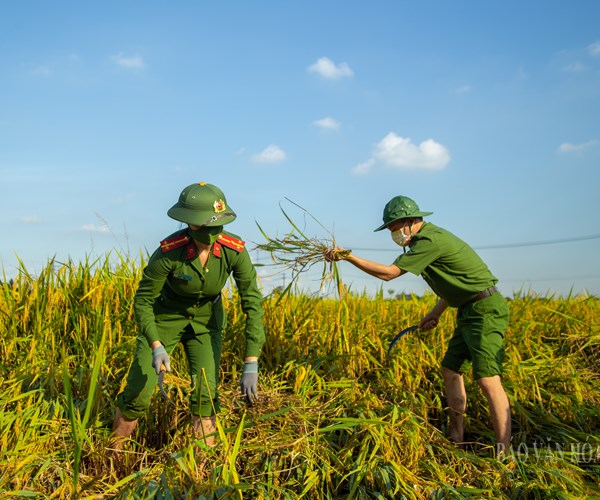 Hà Nội: Công an huyện Ứng Hòa đội nắng xuống đồng giúp dân gặt lúa - Anh 5