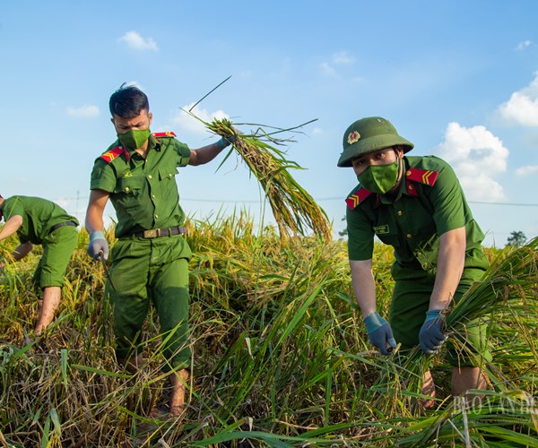 Hà Nội: Công an huyện Ứng Hòa đội nắng xuống đồng giúp dân gặt lúa - Anh 6