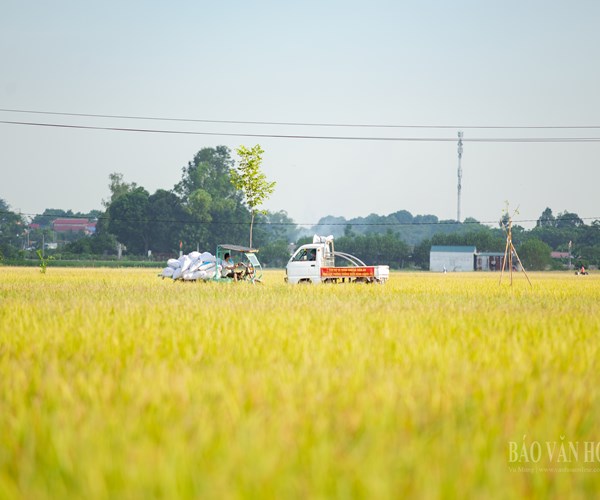 Hà Nội: Công an huyện Ứng Hòa đội nắng xuống đồng giúp dân gặt lúa - Anh 9