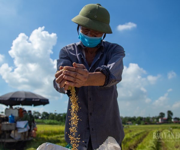 Hà Nội: Công an huyện Ứng Hòa đội nắng xuống đồng giúp dân gặt lúa - Anh 10