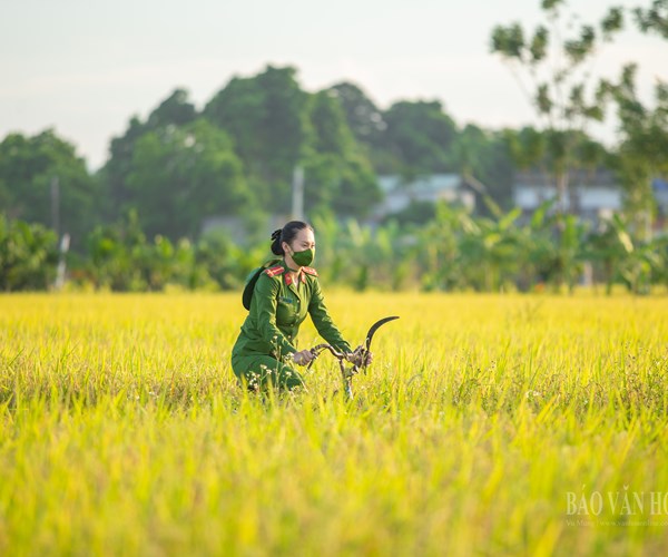 Hà Nội: Công an huyện Ứng Hòa đội nắng xuống đồng giúp dân gặt lúa - Anh 8
