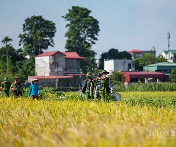 Hà Nội: Công an huyện Ứng Hòa đội nắng xuống đồng giúp dân gặt lúa - Anh 1