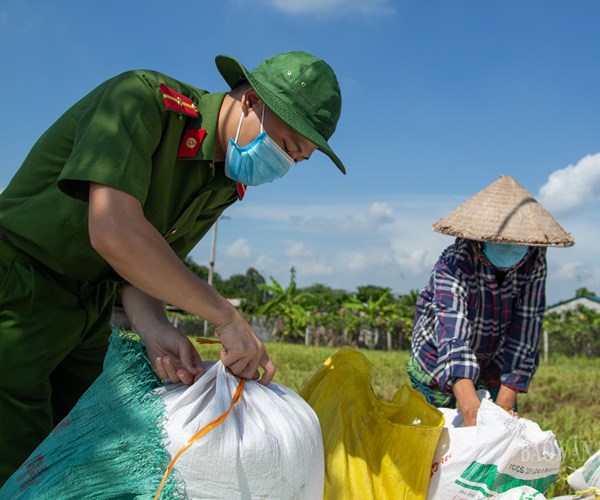 Hà Nội: Công an huyện Ứng Hòa đội nắng xuống đồng giúp dân gặt lúa - Anh 2