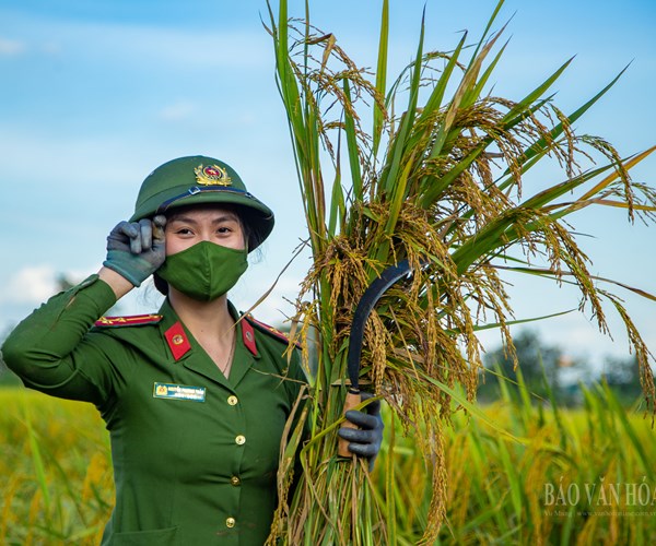 Hà Nội: Công an huyện Ứng Hòa đội nắng xuống đồng giúp dân gặt lúa - Anh 3