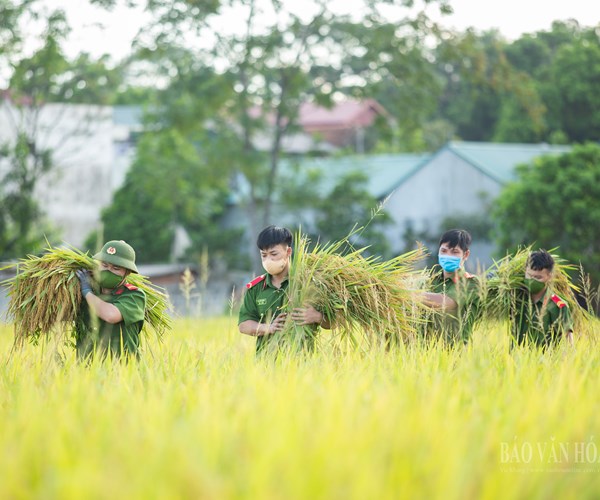 Hà Nội: Công an huyện Ứng Hòa đội nắng xuống đồng giúp dân gặt lúa - Anh 7