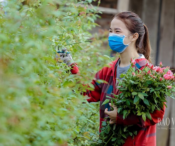 Hà Nội: Thị trường hoa tươi nhộn nhịp trước ngày 20.10 - Anh 4