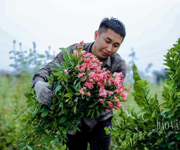 Hà Nội: Thị trường hoa tươi nhộn nhịp trước ngày 20.10 - Anh 5