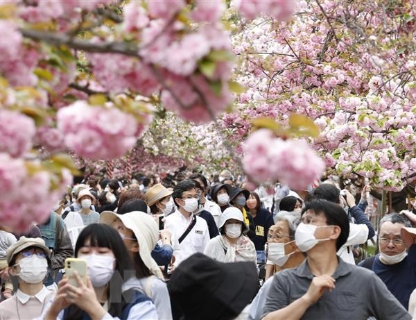Nhật Bản hào hứng đón du khách quốc tế đến ngắm hoa anh đào - Anh 1