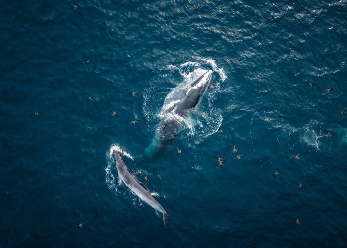 Cá voi xuất hiện nhiều ngày trên vùng biển Bình Định, nhà khoa học nói gì? - Anh 1