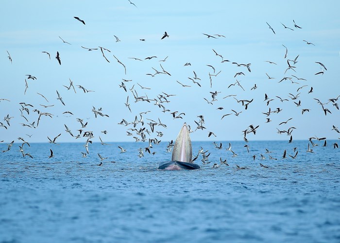 Cá voi xuất hiện nhiều ngày trên vùng biển Bình Định, nhà khoa học nói gì? - Anh 2