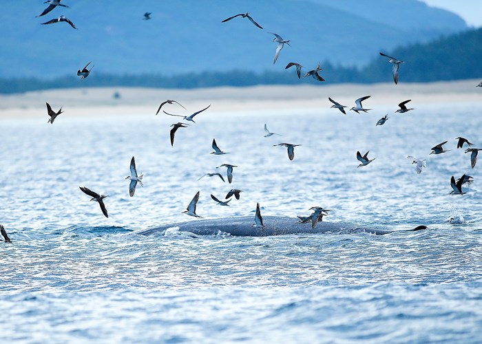 Cá voi xuất hiện nhiều ngày trên vùng biển Bình Định, nhà khoa học nói gì? - Anh 4